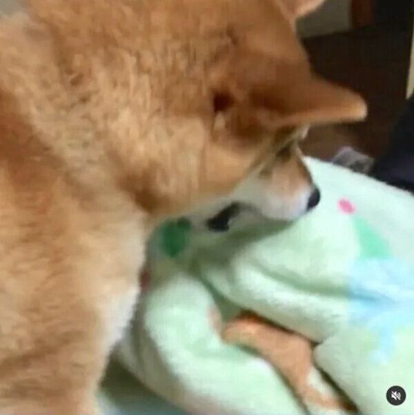 布団を運ぶ福くん