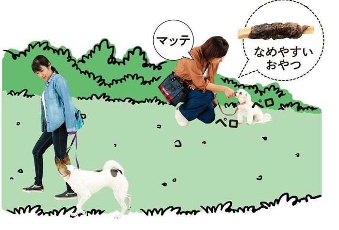 可能であれば、河川敷や公園など開けた場所で散歩すると、愛犬のストレスも軽減できます