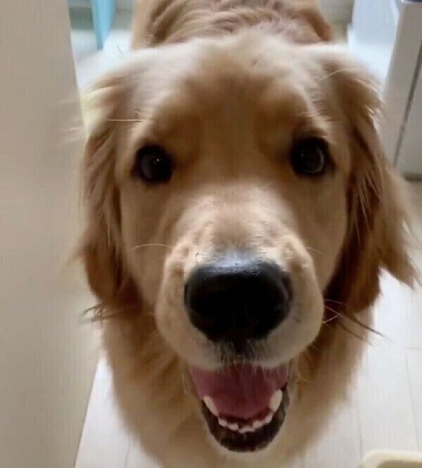 最高の笑顔を見せるコメちゃん