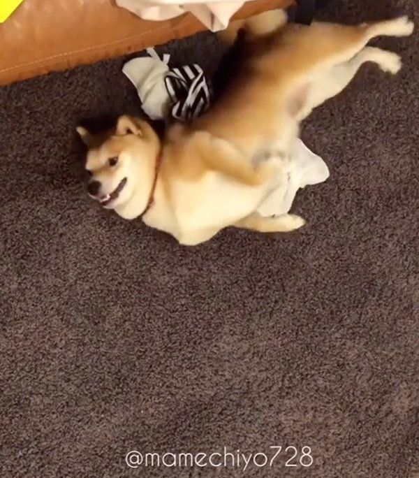 クネクネする豆千代くん