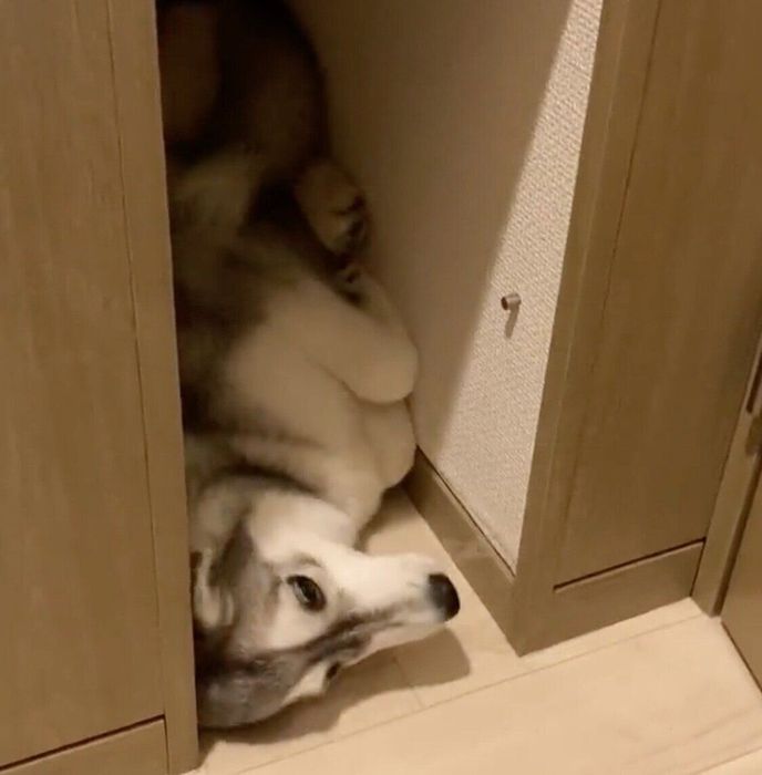 狭い隙間に入るみぞれちゃん