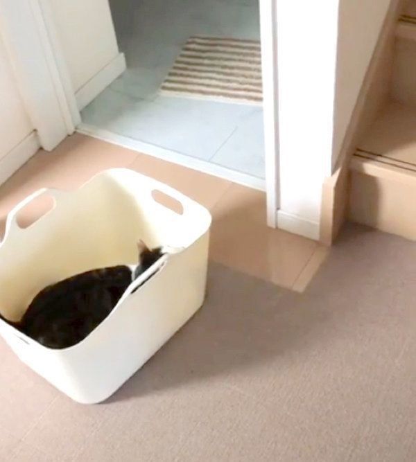 猫に奇襲攻撃をしかけられるゴールデン・レトリーバー