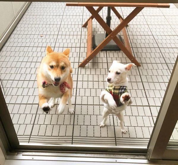 子犬のすずちゃんと先住犬のハルちゃん