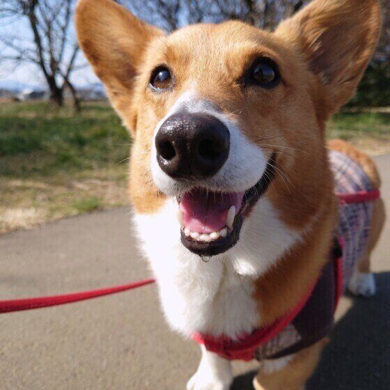 犬の熱中症は真夏でなくとも起こる。愛犬との外出は水分補給をお忘れなく！ いぬのきもち