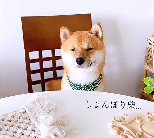 しょんぼりしているとらちゃん