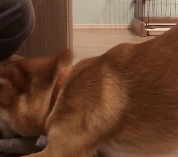 豆柴のにこちゃん