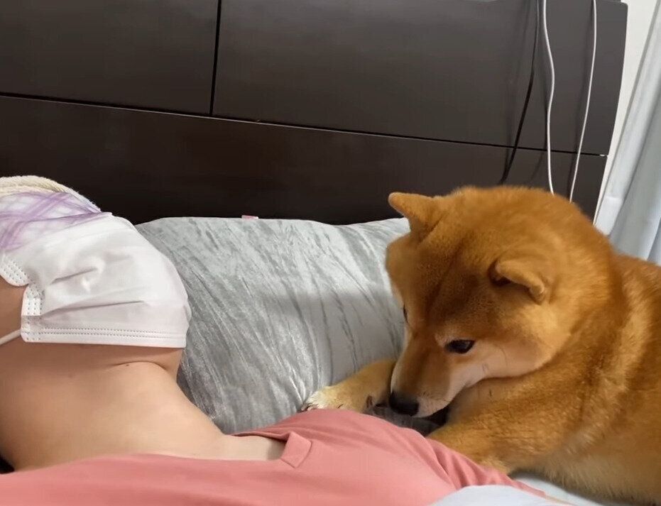 頭痛の飼い主さんに 寄り添って介抱する兄柴犬 と 邪魔をする妹柴犬 いぬのきもちweb Magazine