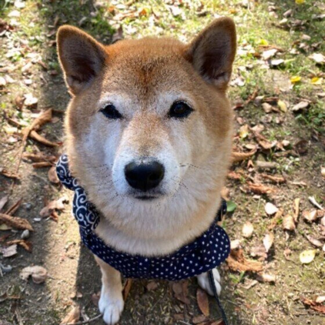 犬が 本当に怒っている ときのしぐさとは いぬのきもちweb Magazine 犬が 本当に怒っている ときのしぐさとは いぬのきもちweb Magazine