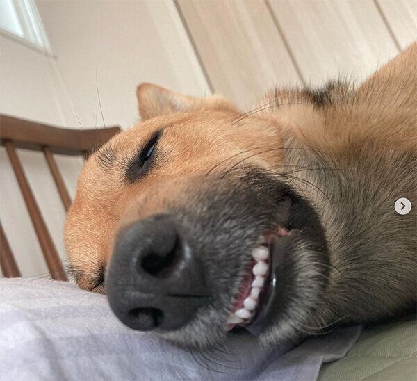 眠るいのちゃん