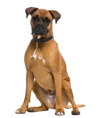 ボクサー　フレブル　オブジェ　置物　ブルドッグ　ボクシング　犬　イヌ　いぬ　格闘 2025年最新】Yahoo!オークション -ボクサー犬オブジェの中古品