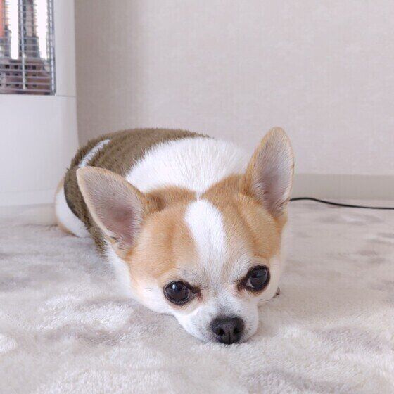 チワワのココくん