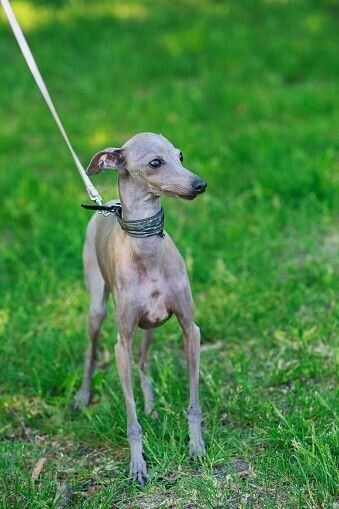 イタリアン・グレーハウンド