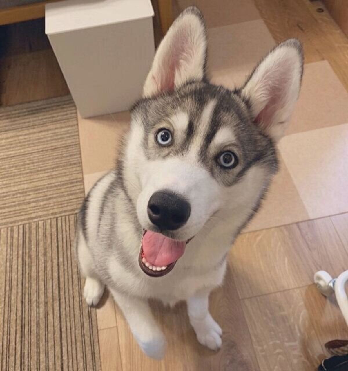 生後1カ月 生後5カ月 の子犬の横顔を比較 素敵な 伸び 具合にグッとくる いぬのきもちweb Magazine 生後1カ月 生後5カ月 の子犬の横顔を比較 素敵な 伸び 具合にグッとくる いぬのきもちweb Magazine