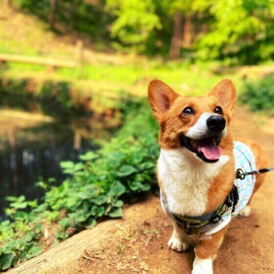 お散歩中！ウェルシュ・コーギー・ペンブロークのリオンくん♪