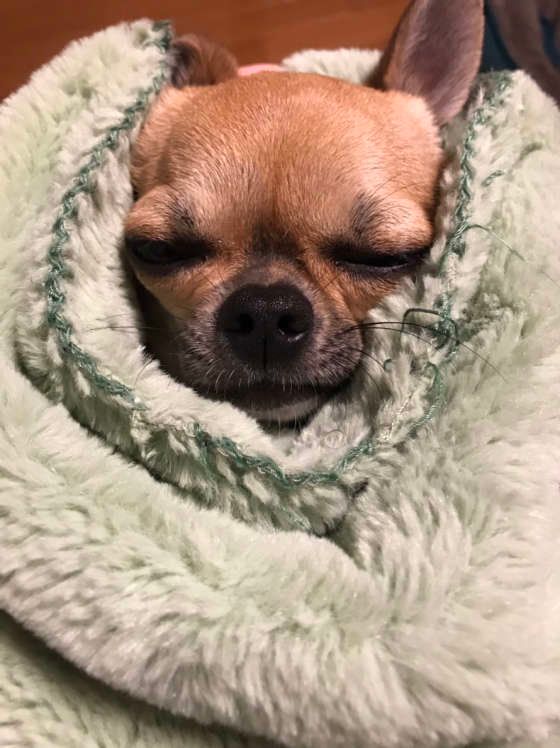 犬の寝床はどこが良い？あったかグッズに包まれて