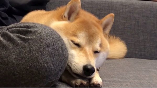 あざといテクニックを披露する柴犬