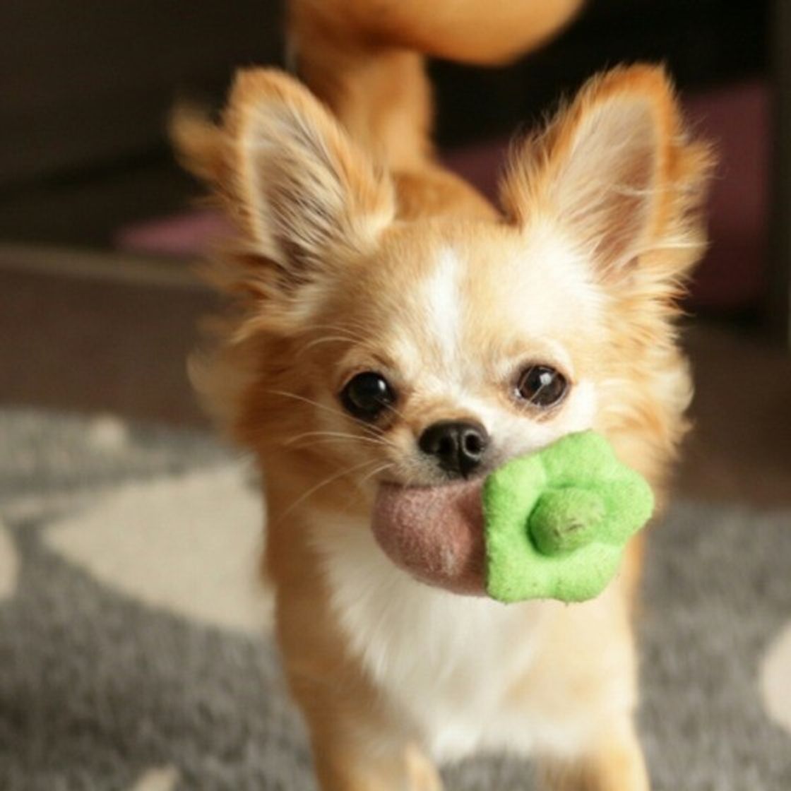 このしぐさは 大好きサイン 愛犬の飼い主さんへの愛情表現を解説 いぬのきもちweb Magazine このしぐさは 大好きサイン 愛犬の飼い主さんへの愛情表現を解説 いぬのきもちweb Magazine