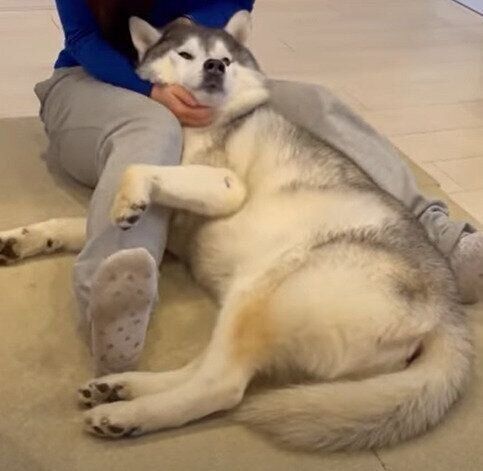 甘えん坊のシベリアン・ハスキー