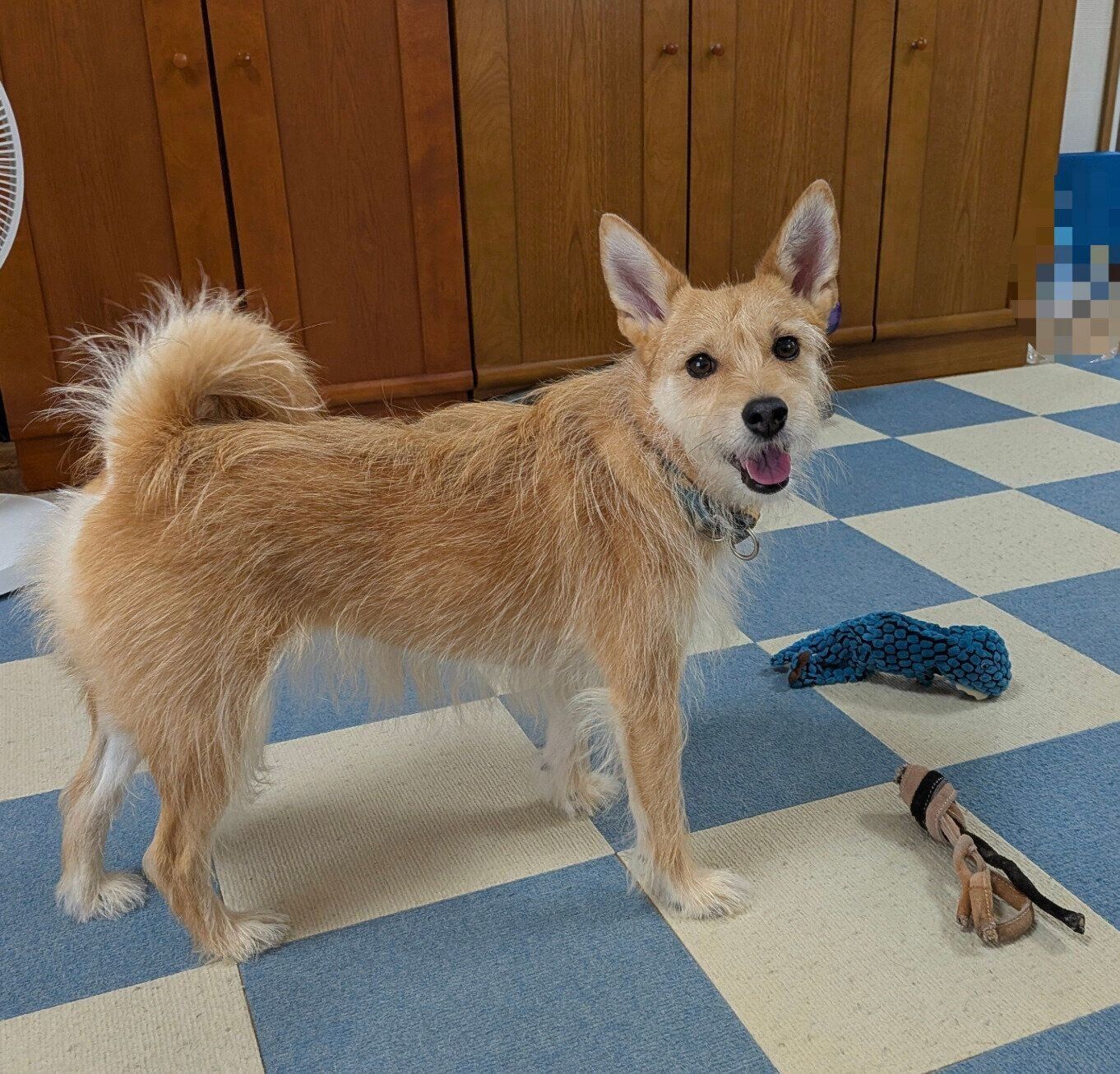 おもちゃをカミカミして遊んでいる途中、ちょっかいをかけられるのを待っている犬ちゃん