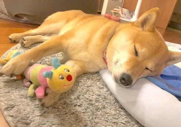 寝落ちしたこむぎちゃん