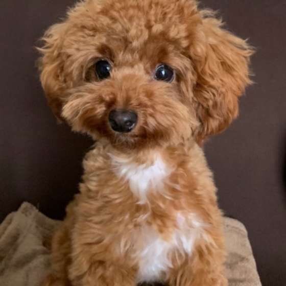 見つめるトイ・プードル