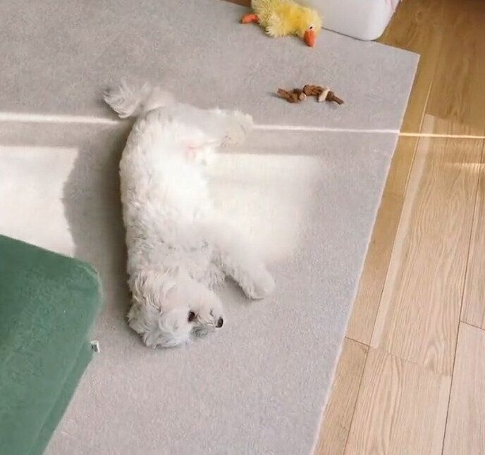 なでられ待ちをするまるこちゃん