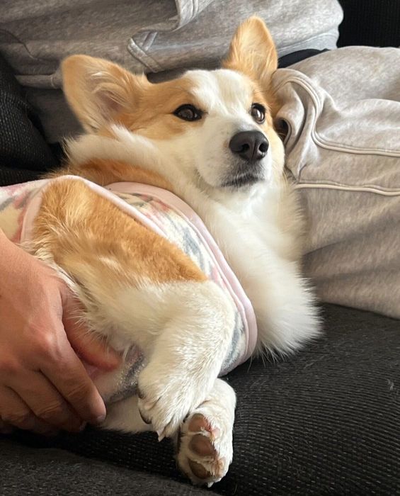 まったりするピノちゃん