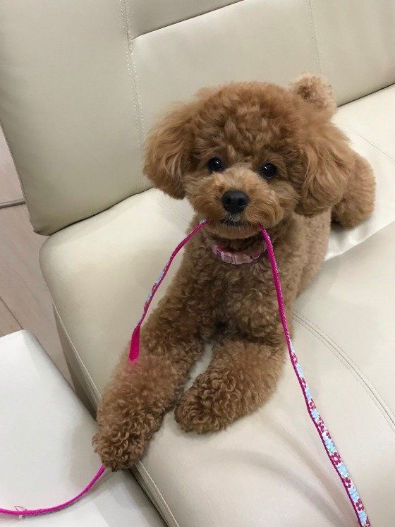 抜け毛の多い 少ない犬種は 犬の被毛の仕組みを理解しよう いぬのきもちweb Magazine