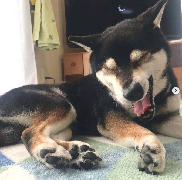 あくびをするとらくん