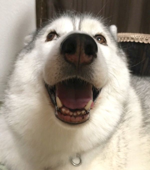 笑顔のシルビアちゃん