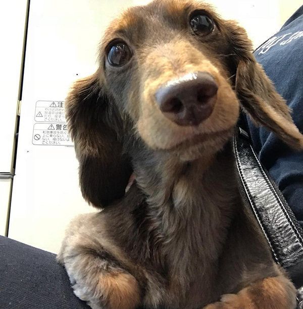 見つめるカニンヘンダックスフンド