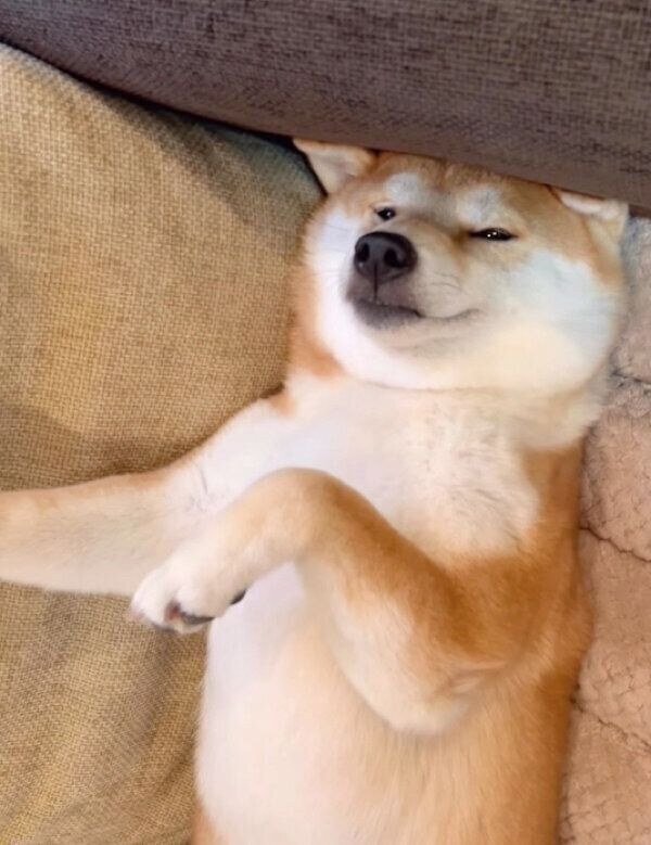 ソファでくつろぐユクちゃん