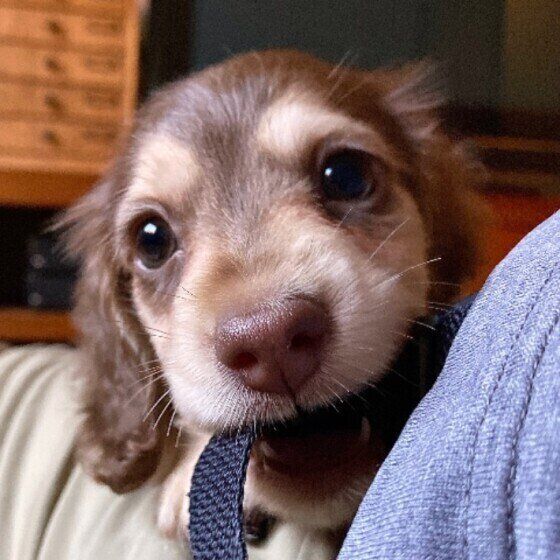 見つめるミニチュア・ダックスフンド