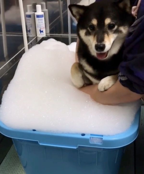 シャンプーをする豆柴
