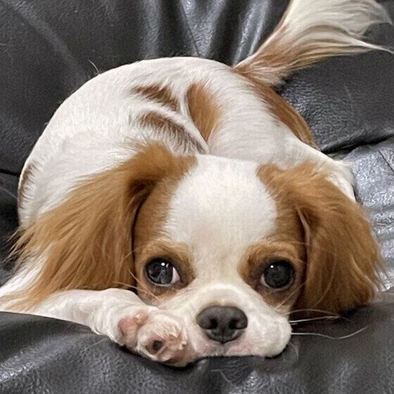 犬のよだれが多くなる理由と注意する異常なよだれとは？ いぬのきもち