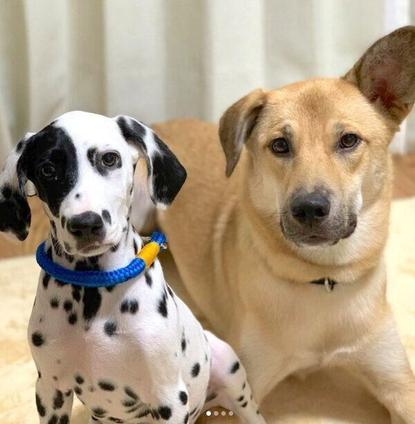 寄り添うカイトくんとタルちゃん