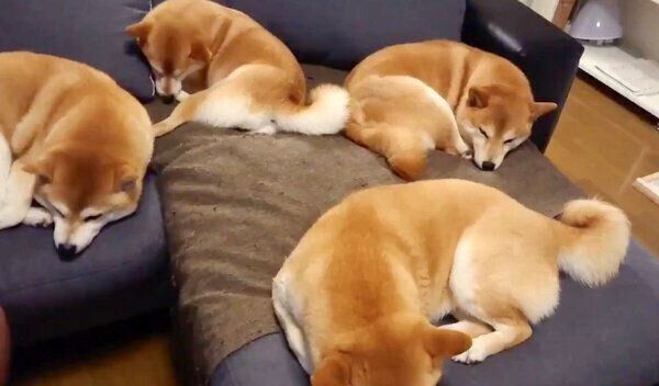 ソファでまったりする柴犬一家