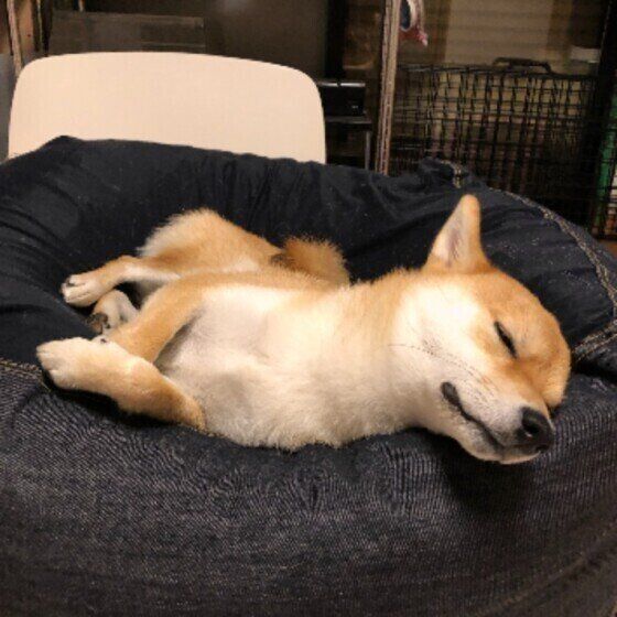 犬が前足をクロスする理由 クセ 病気 いぬのきもちweb Magazine