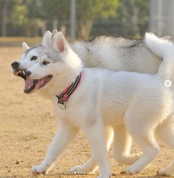 仲良く遊ぶいろはちゃん、ふたばちゃん