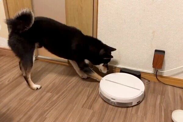 お掃除ロボットを見つめるすみくん