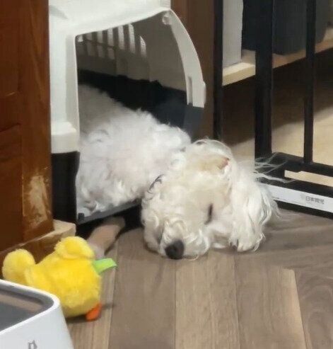再び眠るしびれくん