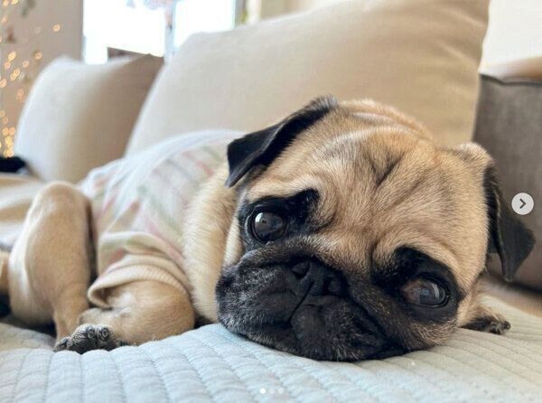 まったりするぱぐぞうくん