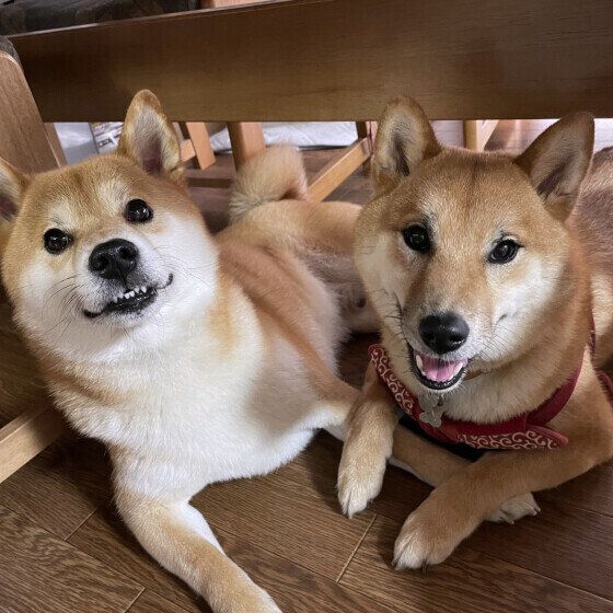 犬の体調不良のサインとは？ 元気や食欲など犬の具合が悪いときの見分け方 いぬのきもち