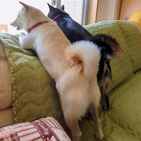 ソファで立つ柴のみるくちゃん