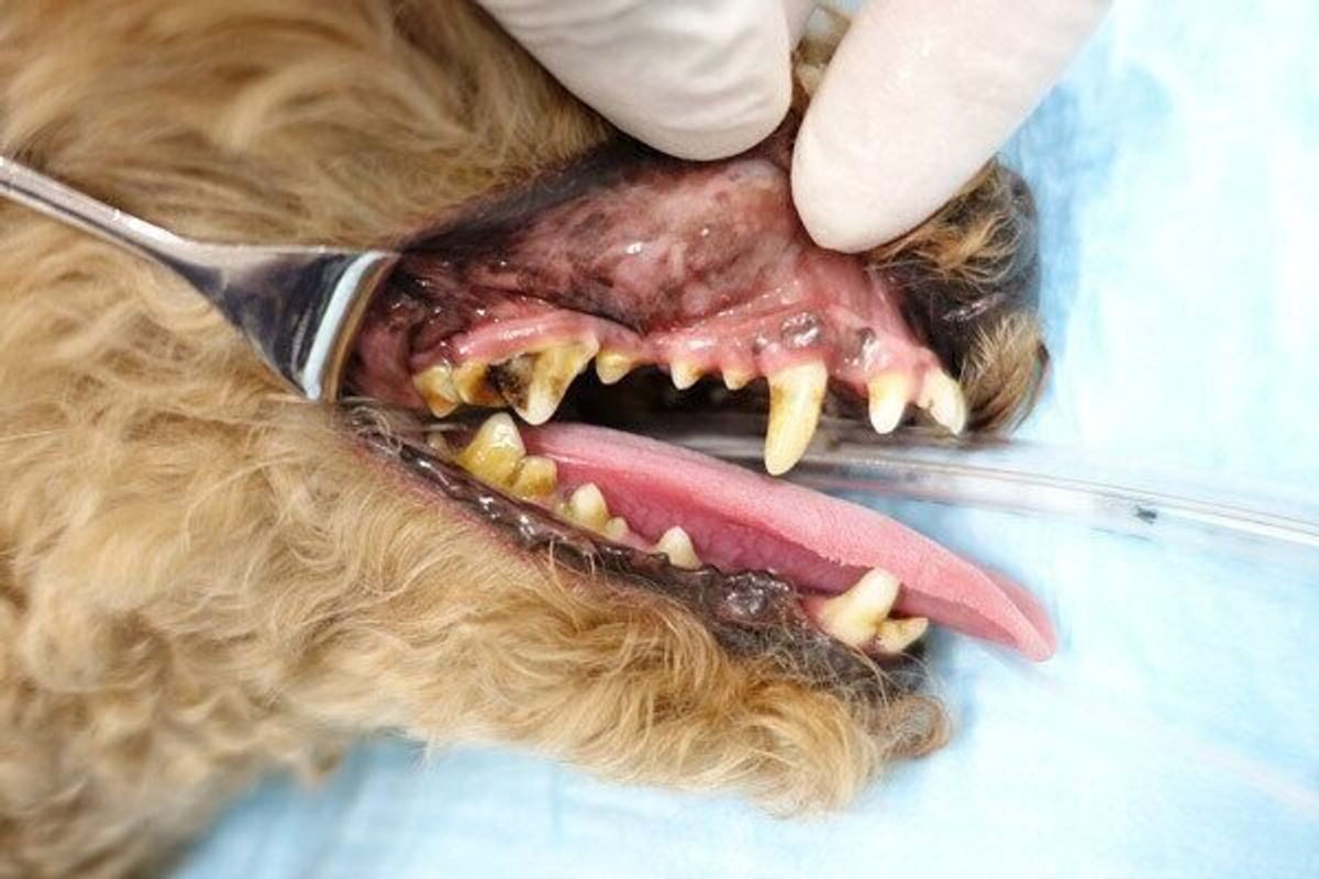 獣医師監修 犬の歯周病の原因や症状から治療と予防までを専門医が解説 いぬのきもちweb Magazine 獣医師監修 犬の歯周病の原因や症状から治療と予防までを専門医が解説 いぬのきもちweb Magazine