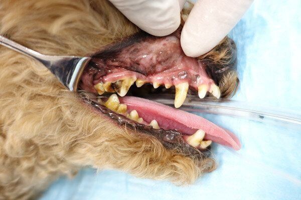 犬の歯周病治療