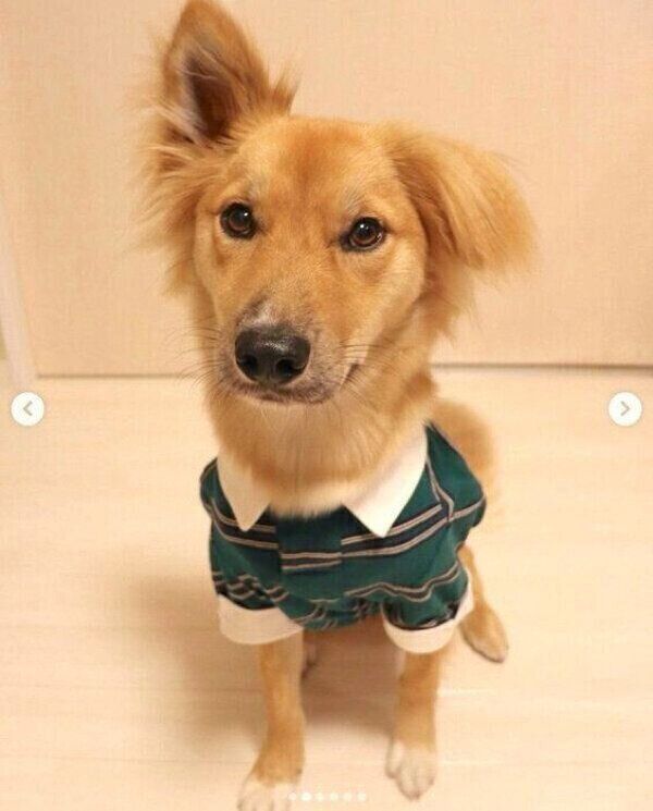 洋服を着る嵐丸くん