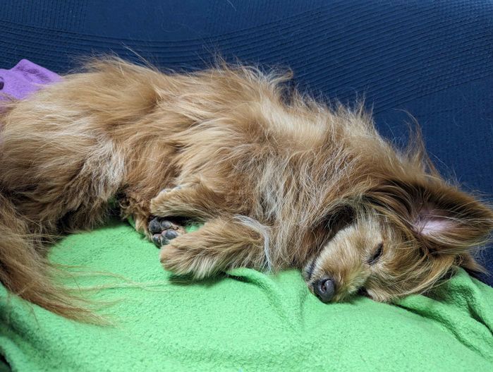 ソファで寝る犬