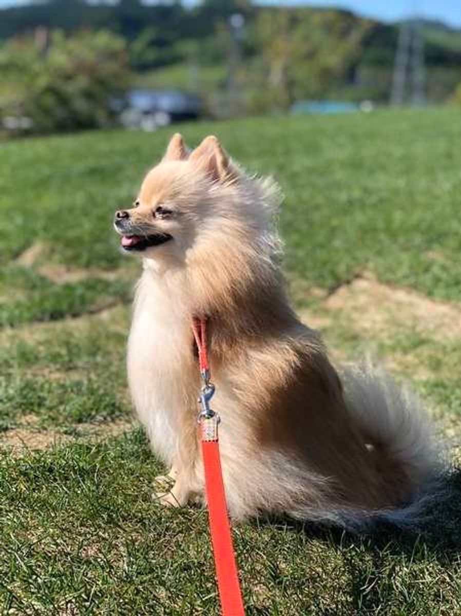 ワォーン 犬が遠吠えする理由とは 遠吠えさせないためには いぬのきもちweb Magazine ワォーン 犬が遠吠えする理由とは 遠吠えさせないためには いぬのきもちweb Magazine