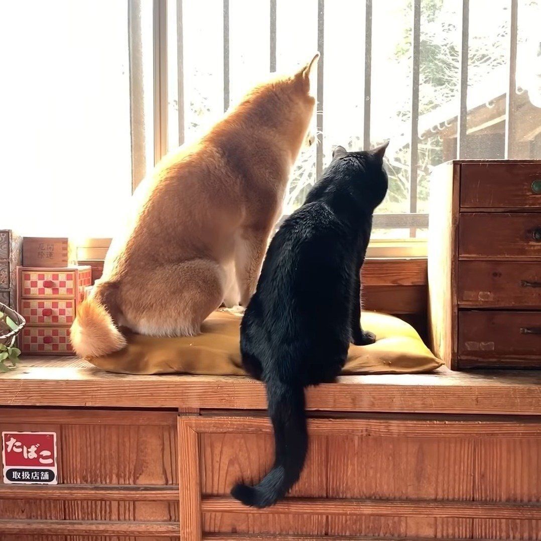 鳩を見つめる犬と猫